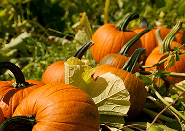 Getting ready for halloween