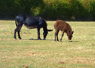 A new little donkey is in town